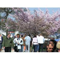 1330_19 HamburgerInnen in der Sonne - Frühling an der Alster. | Bilder vom Fruehling in Hamburg; Vol. 1